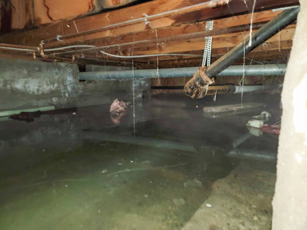 Best Carpet water damage restoration  in Madeira Beach, FL