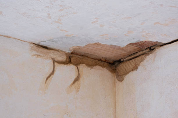 Best Mold removal after water damage  in Madeira Beach, FL