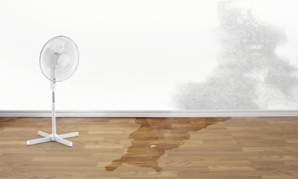 Best 24/7 water damage repair  in Madeira Beach, FL