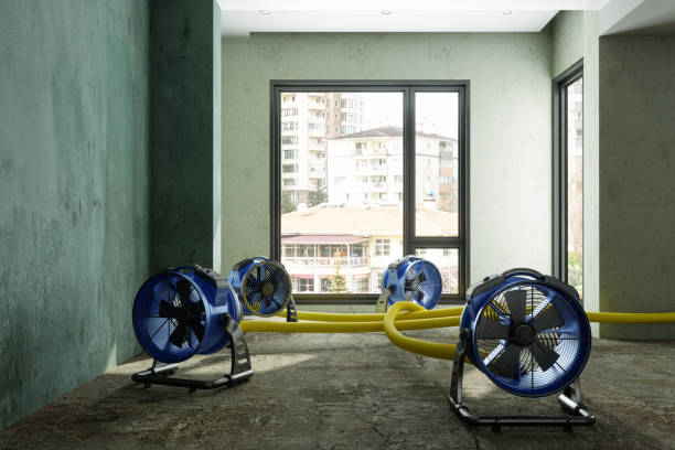 Best Water damage cleanup near me  in Madeira Beach, FL